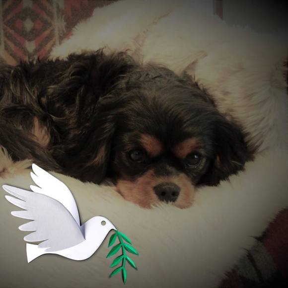 Meet your Posher, Joanne - Picture 1 of 1